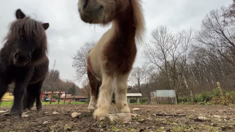 Niedrigwinkel-POV-Eines-Schönen-Braunen-Ponykopfes,-Der-In-Die-Kamera-Blickt