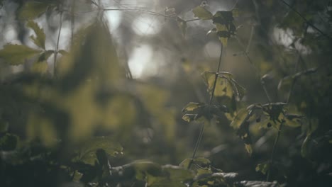 The-forrest-floor-during-sunset