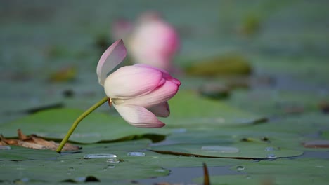 closeup of lotus flower in pond