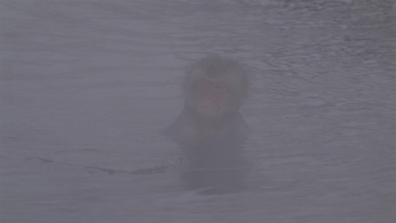 A Japanese macaque is barely visible through dense steam, with only its head above the water. The misty hot spring creates a quiet, atmospheric winter scene in Nagano, Japan