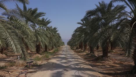 Aerial-fly-forward-between-two-Palm-tree-rows-over-a-dirt-track-in-summer-day,-color-graded,-Drone-shot