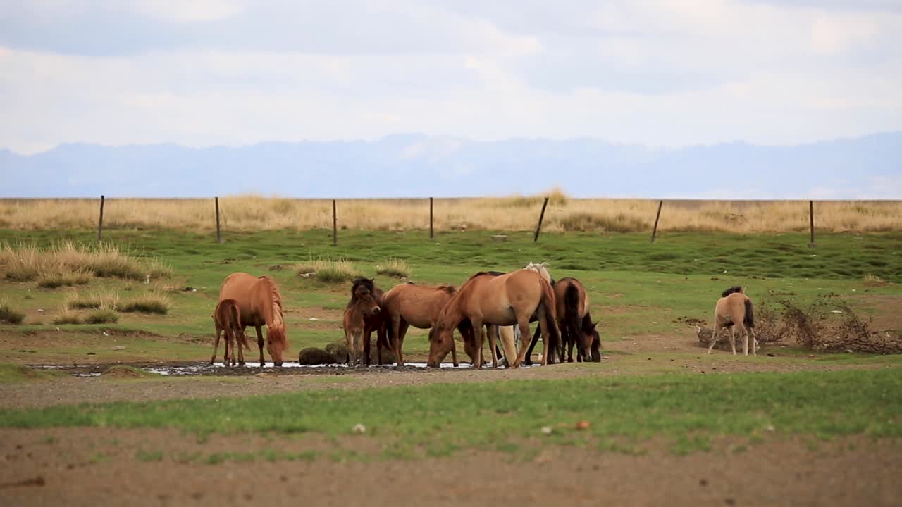 impresionante tiro largo de manada de caballos bebiendo agua en una granja de pastizales secos con enormes montañas pintorescas en el fondo en el campo de hierba