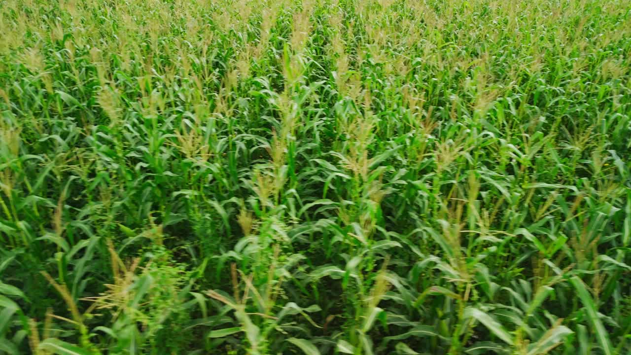 Veduta aerea di un campo di mais verde e lussureggiante