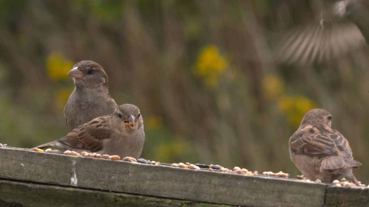 un par de gorriones alimentándose de una mesa de pájaros en el jardín de escocia, a cámara lenta