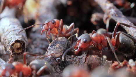 Primer-Plano-De-Hormiga-En-La-Naturaleza.