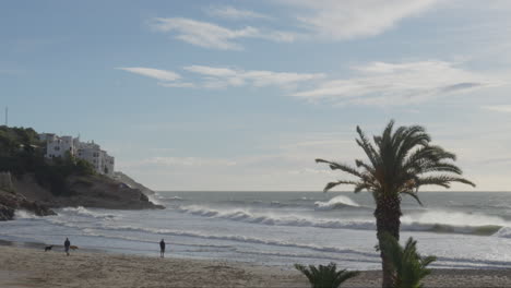 ocean beach view with playful dogs, swaying palm trees and the incoming sea waves for a picturesque scene