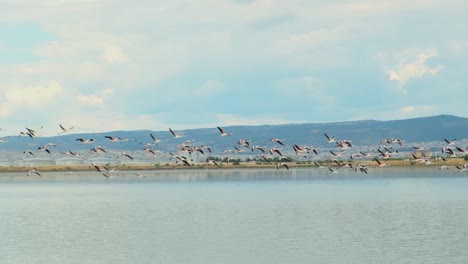 Amplia-Toma-En-Cámara-Lenta-De-Una-Bandada-De-Flamencos-Volando-Sobre-El-Lago-En-Un-Día-Soleado