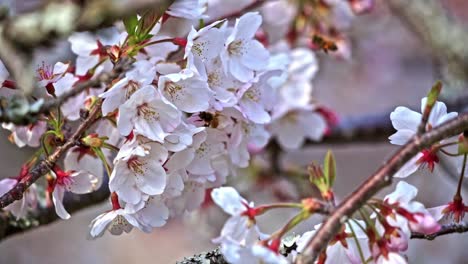 A-Cherry-Blossom-Tree-and-a-Bee-Sucking-Its-Nectar---Close-Up-Shot