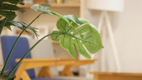 indoor plant with monstera leaves in a living room