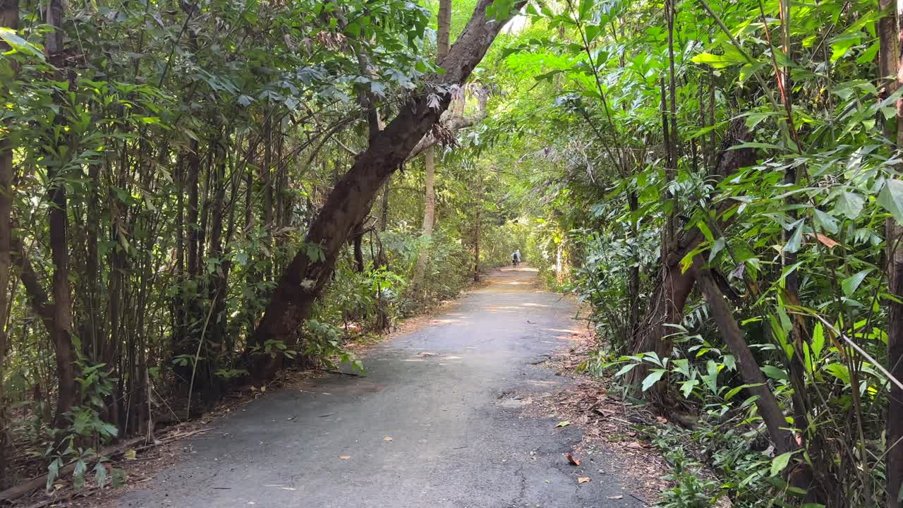 Walking through lush tropical forest path with green palm trees and dense jungle vegetation