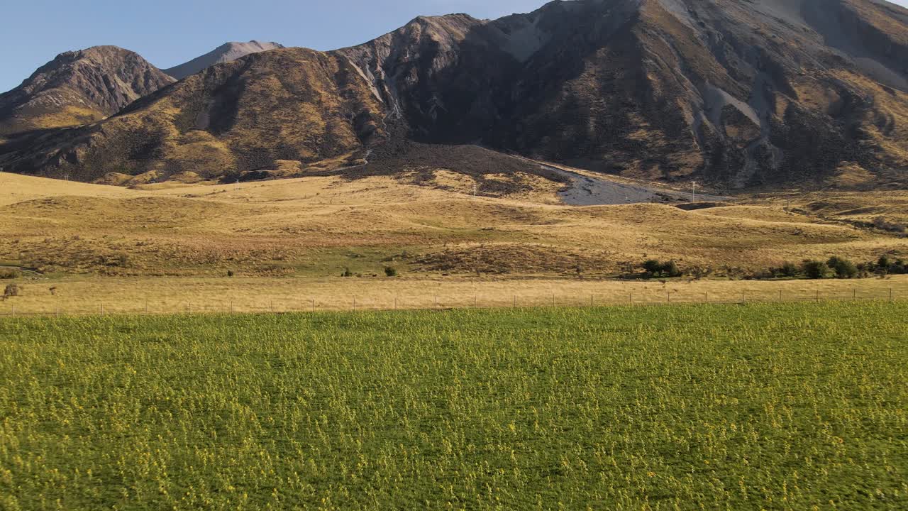 campo de girasoles en flor en el fondo de la majestuosa montaña