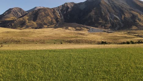 Blooming-sunflower-field-at-bottom-of-majestic-mountain