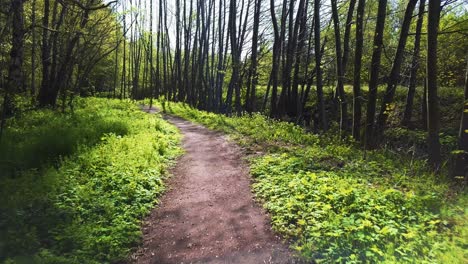 Forest-path