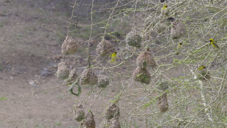 village weavers (ploceus cucullatus) nests all hanging together