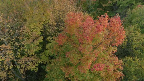 giro aéreo lento alrededor de un bonito árbol en colores otoñales dentro de otros verdes