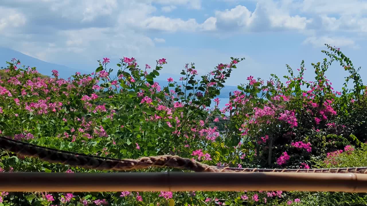 Looking at beautiful garden and plant with pink flowers swaying in the wind with a glimpse of ocean and mountains in distance in Amed, Bali Indonesia