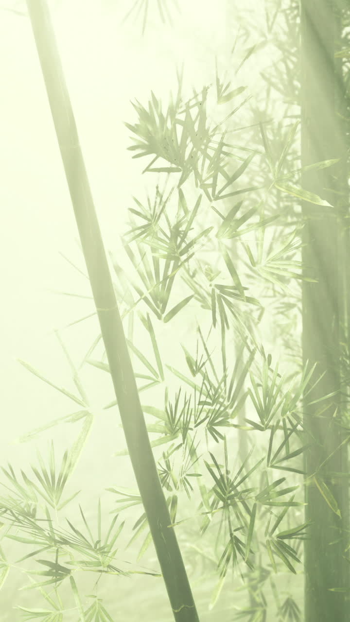 Sunlight filtering through a tranquil bamboo grove at dawn
