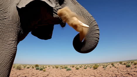 elephant sprays dust in a dry desert landscape