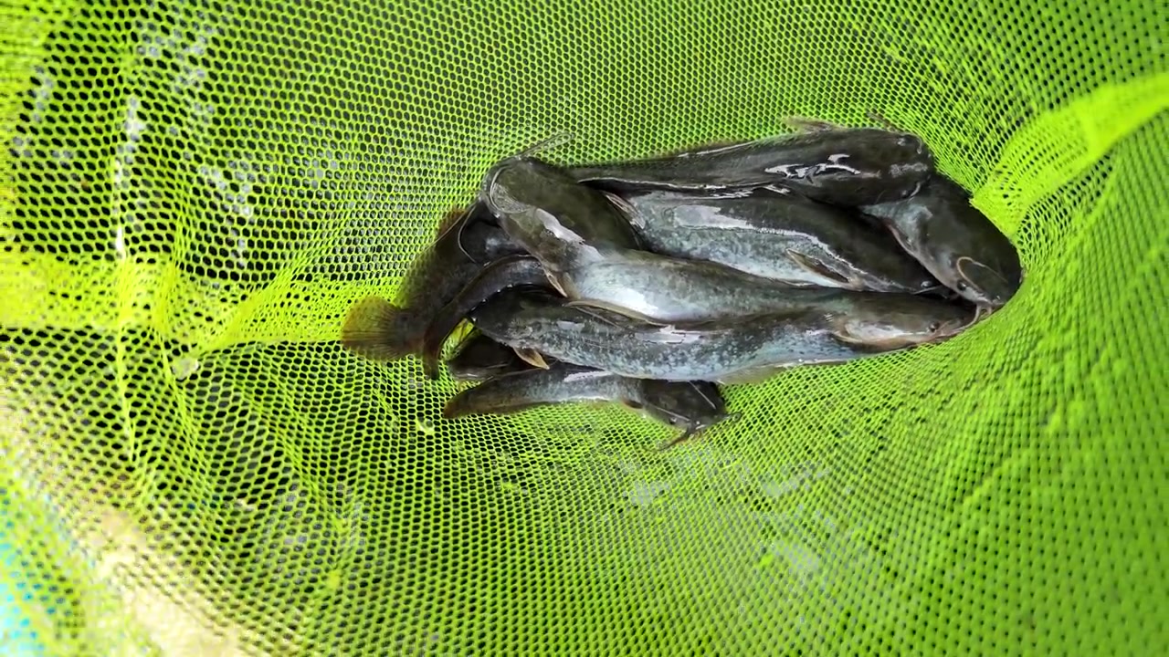 Avannotti di pesce gatto in un cesto a rete verde durante un cambio d'acqua in un allevamento ittico. Giovani pesci d'acqua dolce gestiti per la riproduzione, la gestione del vivaio e l'acquacoltura sostenibile