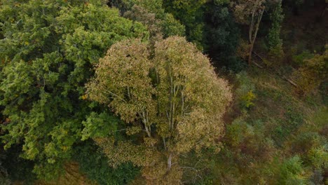 volar lejos del árbol en el bosque en thetford - drone aéreo de arriba hacia abajo estableciendo tiro