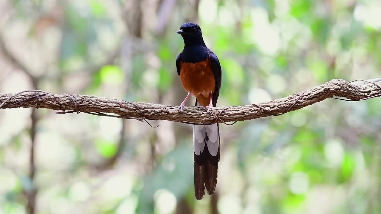 shama de rabadilla blanca encaramado en una vid con fondo bokeo del bosque, copsychus malabaricus, en cámara lenta