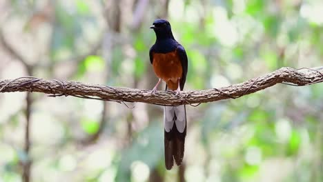 White-rumped-Shama-Perched-on-a-Vine-with-Forest-Bokeh-Background,-Copsychus-malabaricus,-in-Slow-Motion