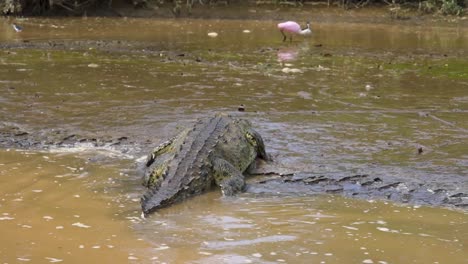 Crocodile-crawling-out-of-muddy-water-onto-river-bank-towards-birds