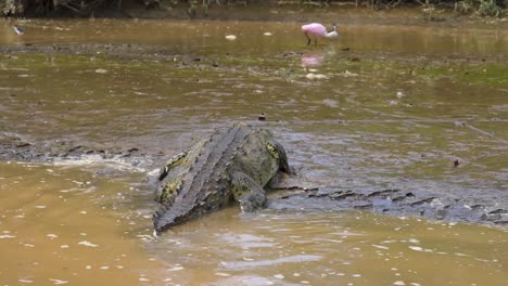 cocodrilo arrastrándose fuera del agua fangosa a la orilla del río hacia las aves
