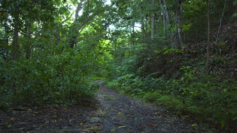 path through tropical wooded hiking trail