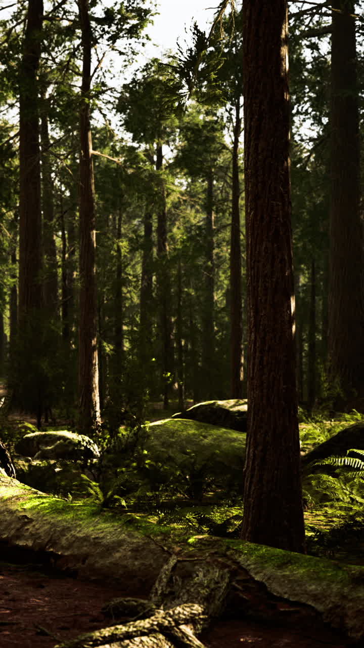 Scena forestale alla luce del giorno con alberi alti e fogliame verde.