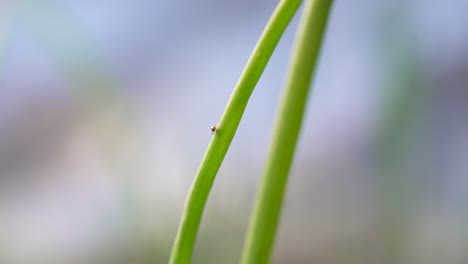 pequeño insecto chupador de savia - áfido aphidoidea en poca profundidad del campo