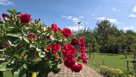 time-lapse of roses with changing sunlight.