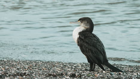 Cormorán-Rey-De-Nueva-Zelanda-Descansando-En-La-Tranquila-Orilla-Del-Mar