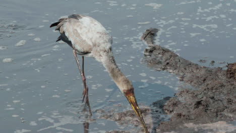 joven cigüeña de pico amarillo tratando de devorar un bagre entero en un estanque fangoso en áfrica