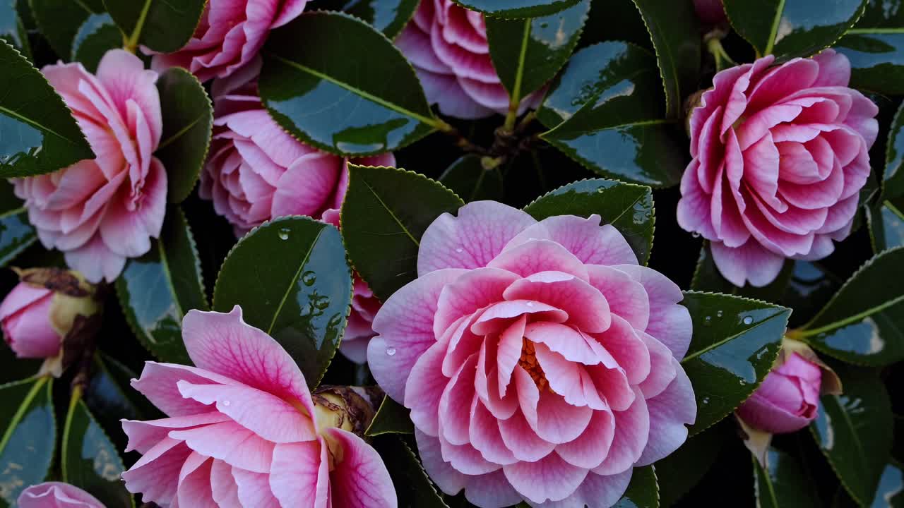 Toma de vídeo cenital de camelias rosas vibrantes con hojas verdes brillantes, que muestra la belleza natural.
