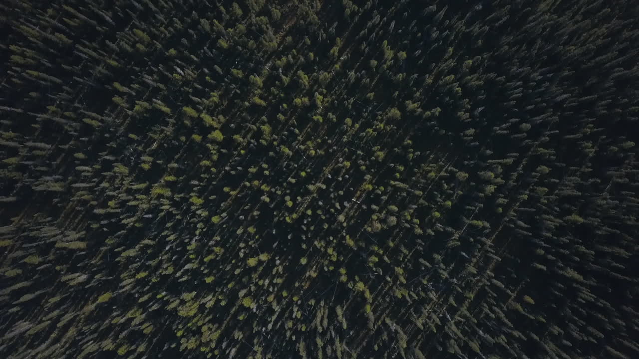 Aerial top down view of heavily forested backcountry of Alberta, Canada Yoho Banff National Parks