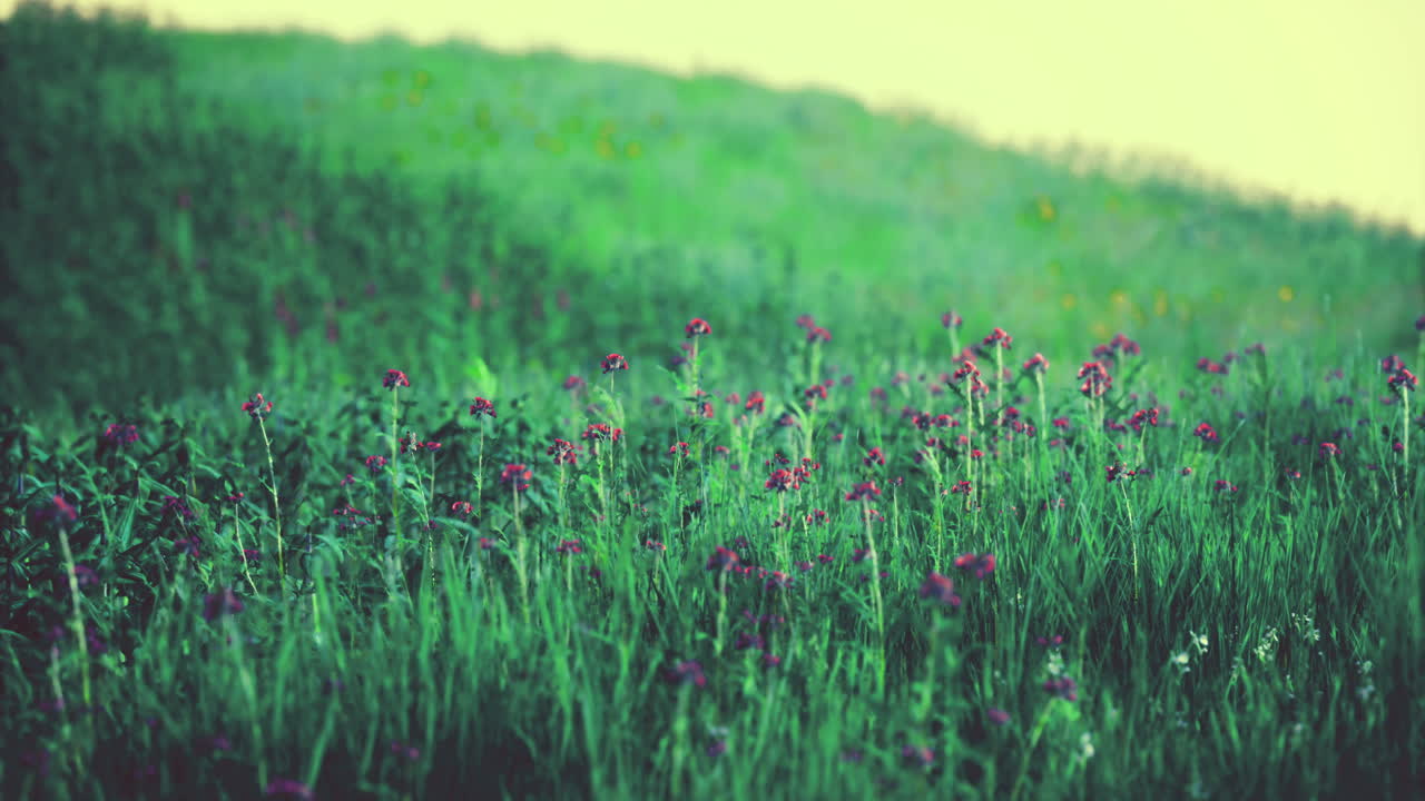 Vibrant wildflowers blooming in lush green meadow during golden hour