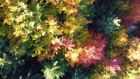 Aerial-view-of-yellow,-red-and-green-autumn-forest-in-Switzerland-with-beautifully-coloured-deciduous-trees-and-fir-trees