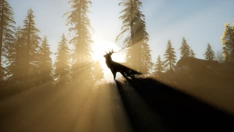 Deer-Male-in-Forest-at-Sunset