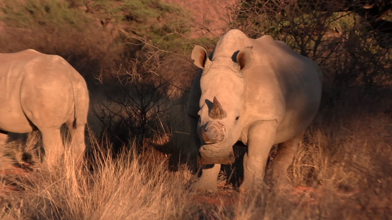 건조 한 덤불 지형 에 있는 남쪽 백색 코소