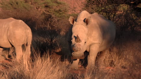 Südliches-Breitmaulnashorn-In-Einer-Trockenen-Buschlandschaft