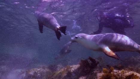 Australian-Sea-Lions-Neophoca-cinerea-Hopkins-Island-Port-Lincoln-South-Australia-4k