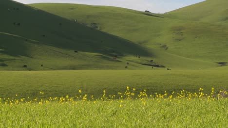 green grass grows on rolling hills