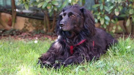 black dog is lying down on the grass in the house garden and looking around