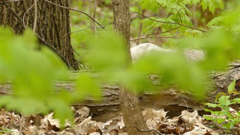 4k wild unique white fur albino gray squirrel leaping and foraging on fallen tree bark in natural forest habitat, handheld tracking shot