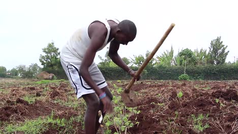 maasai farmer uses machete to clean hoe in the garden