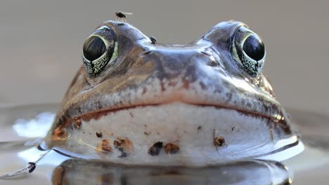 brown frog (rana temporaria) close-up in a pond.