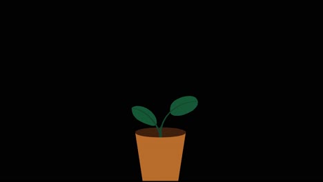 plant with 2 leaves grows and germinates in terracotta pot on black background overlay