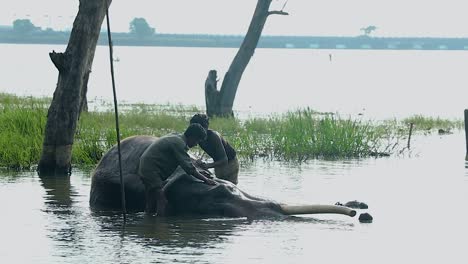 indian elephant laying down in the water, mahout