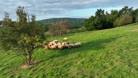 Scared-flock-of-sheep